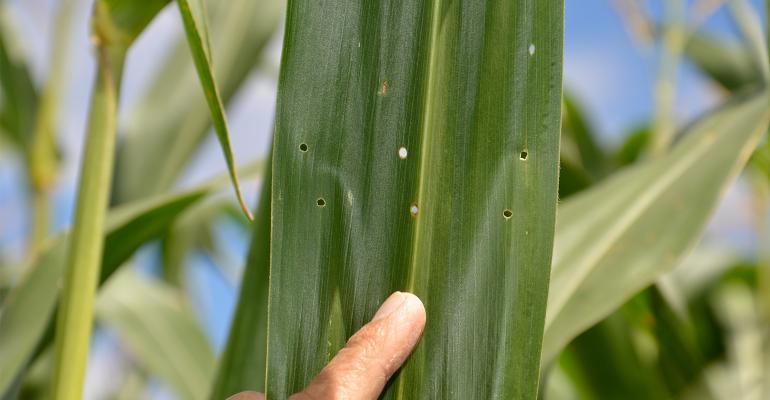 Shot-hole Feeding In Leaves Above Ear Leaf Tell A Story - T-l Irrigation