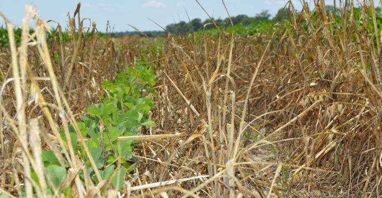 cover-crop-selection-depends-on-production-goals-t-l-irrigation